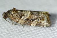 Argyrotaenia ljungiana
