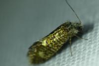 Dyseriocrania subpurpurella