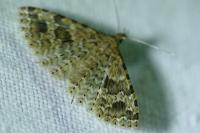 Alucita hexadactyla