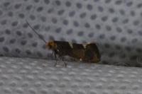 Incurvaria masculella