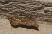 Korscheltellus lupulinus