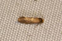 Incurvaria pectinea