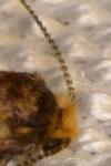 Incurvaria pectinea