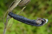 Coleophora vibicella