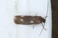 Atemelia torquatella