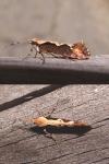 Rhigognostis incarnatella