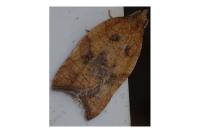 Acleris rhombana