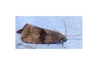 Celypha striana
