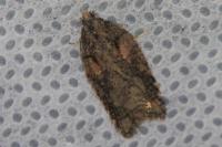 Acleris abietana