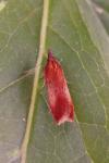 Dichomeris ustalella
