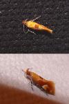 Epicallima formosella