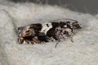 Pammene argyrana