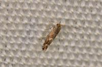 Macrosaccus robiniella