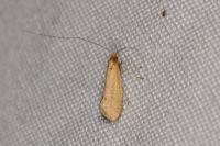 Nematopogon adansoniella