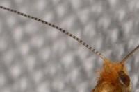 Nematopogon adansoniella