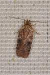 Agonopterix purpurea