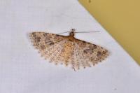 Alucita hexadactyla