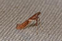 Caloptilia stigmatella
