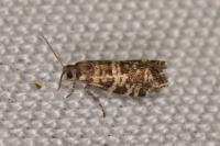 Epinotia tedella