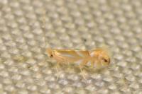 Phyllonorycter