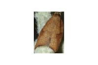 Acleris rhombana