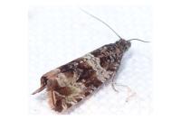 Celypha cespitana