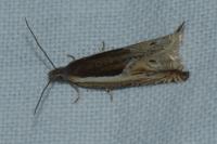 Ancylis apicella