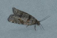 Rhopobota stagnana