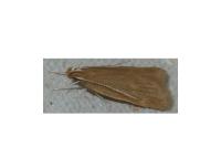 Helcystogramma rufescens