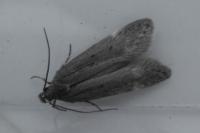 Aroga velocella