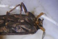 Aroga velocella