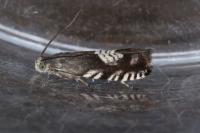 Grapholita compositella