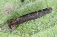 Coleophora paripennella