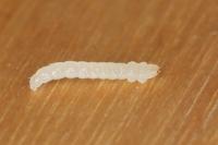 Eriocrania cicatricella