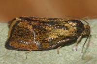 Ptycholoma lecheana