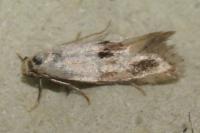 Elachista maculicerusella