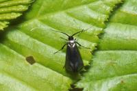 Adela reaumurella