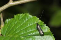Adela reaumurella