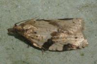 Clepsis spectrana