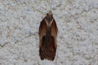 Acleris cristana