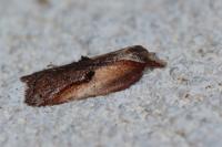 Acleris cristana