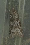 Cnephasia
