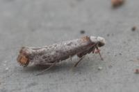 Pseudoswammerdamia combinella