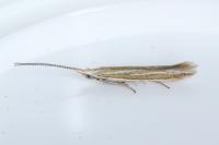 Coleophora