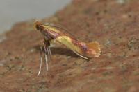 Caloptilia alchimiella