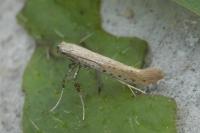Aspilapteryx tringipennella