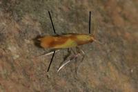 Caloptilia alchimiella