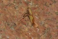 Caloptilia alchimiella