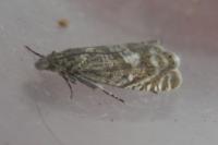 Dichrorampha plumbagana