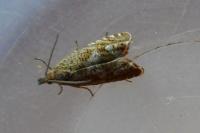 Dichrorampha plumbagana